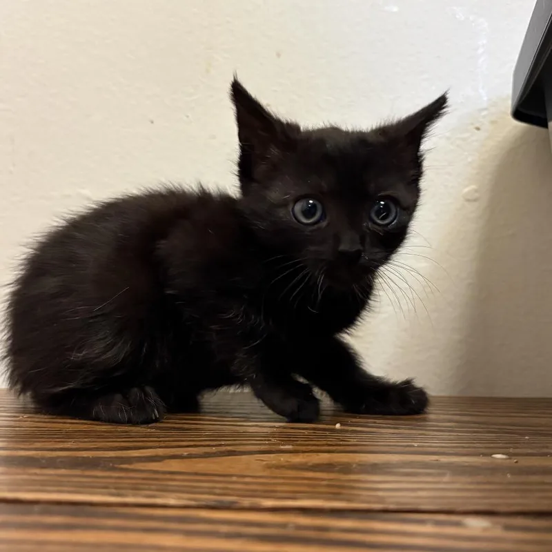 An adult small-sized male White American Shorthair cat named Ilya for adoption in Long Beach, CA
