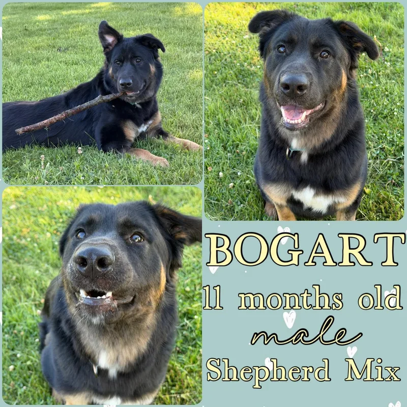 A young medium-sized male German Shepherd Dog dog named Bogart for adoption in Grantville, PA