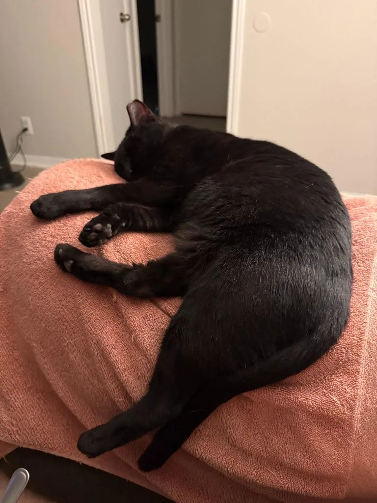 A young medium-sized female Domestic Short Hair cat named Mamma for adoption in San Antonio, TX
