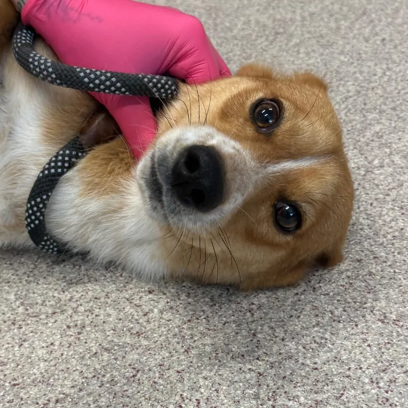 A young small-sized female Corgi dog named Toaste for adoption in Horn Lake, MS