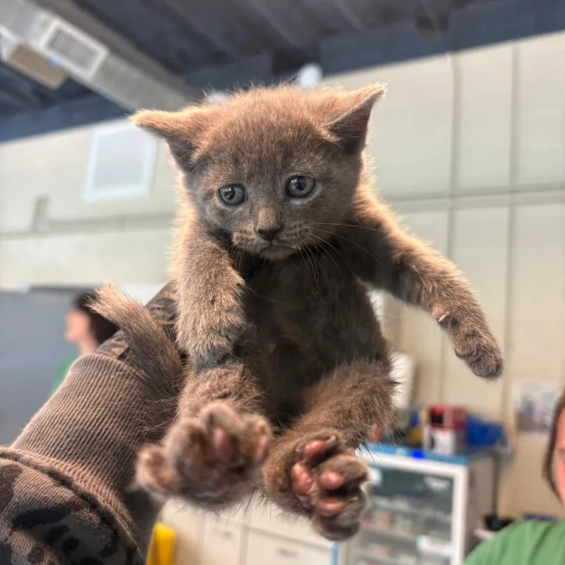 A baby small-sized female Gray / Blue / Silver Domestic Short Hair cat named Evelyn for adoption in Huntington, WV