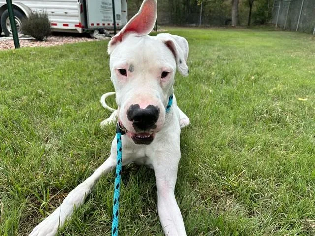 A young large-sized male Dogo Argentino dog named Kevin for adoption in Colorado Springs, CO