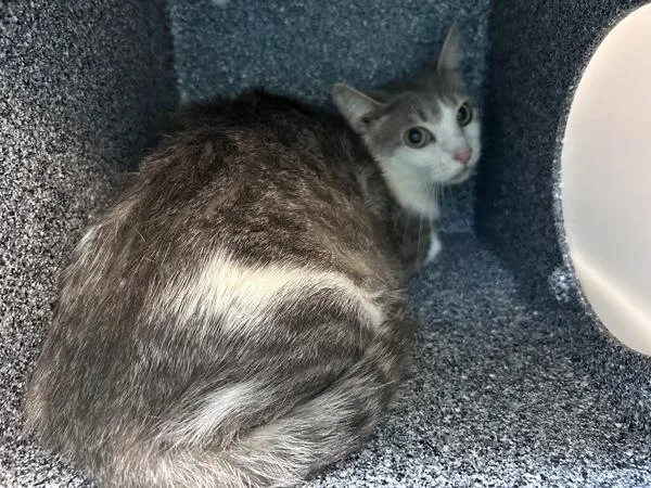 A young medium-sized female Domestic Short Hair cat named Lara for adoption in New York, NY
