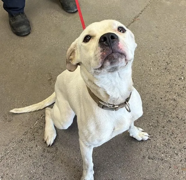 A young large-sized female Pit Bull Terrier dog named Tula for adoption in Mesa, AZ