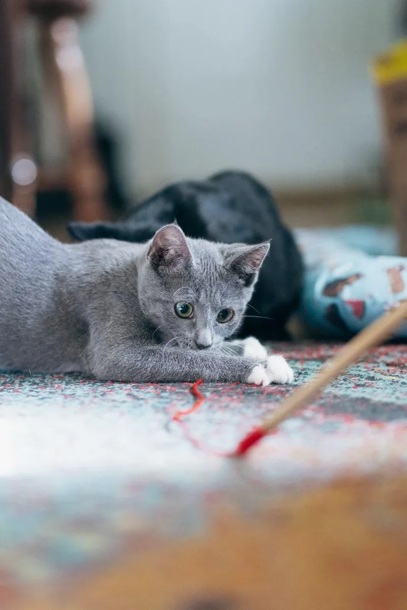 A young small-sized male Gray & White American Shorthair cat named Nimbus for adoption in Erwin, TN