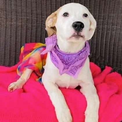 A baby medium-sized female White / Cream Mixed Breed dog named Navi for adoption in Alexandria, VA