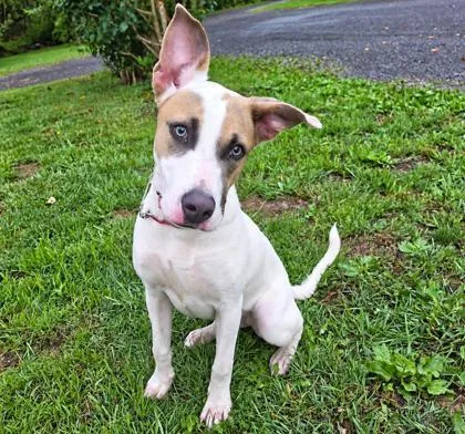 An adult medium-sized female Mixed Breed dog named Sadie for adoption in Cumberland, MD
