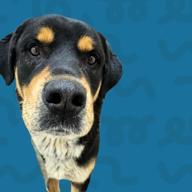 Willie thumbnail 2
