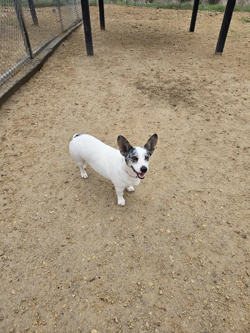 An adult medium-sized female Corgi dog named Pickle for adoption in Maquoketa, IA