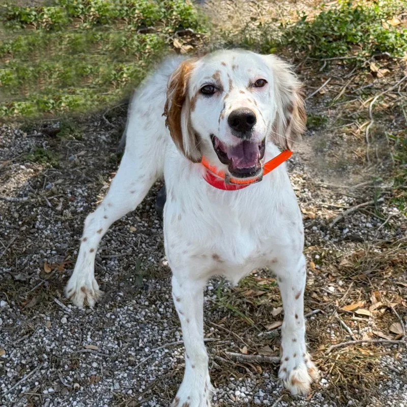 A young medium-sized female White / Cream English Setter dog named Mya for adoption in Boerne, TX