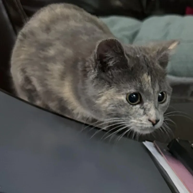 A baby small-sized female Calico Domestic Short Hair cat named Amicie C for adoption in Princeton, MN