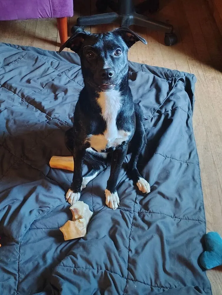 A baby medium-sized female Tricolor (Brown, Black, & White) Labrador Retriever dog named Savannah for adoption in South Bend, IN