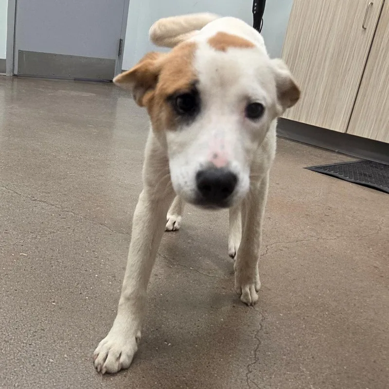 A young medium-sized female White / Cream Mixed Breed dog named Monroe for adoption in Chattanooga, TN