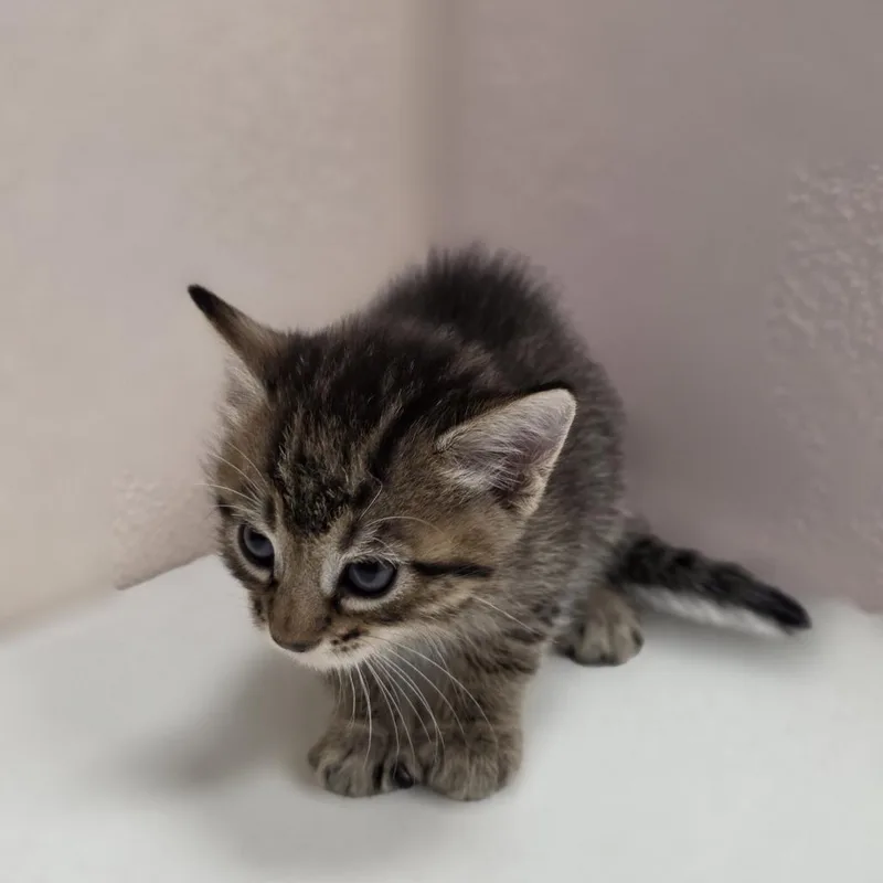 A baby small-sized male Domestic Short Hair cat named Ray for adoption in Jupiter, FL