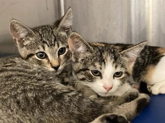 A baby small-sized male Domestic Short Hair cat named Ken for adoption in Tustin, CA