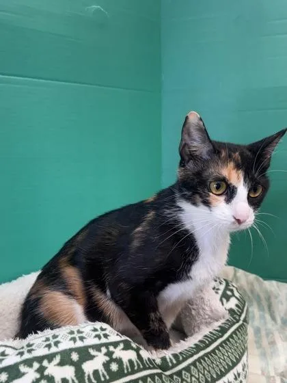 A baby small-sized female Domestic Short Hair cat named Rainbow for adoption in Houston, TX