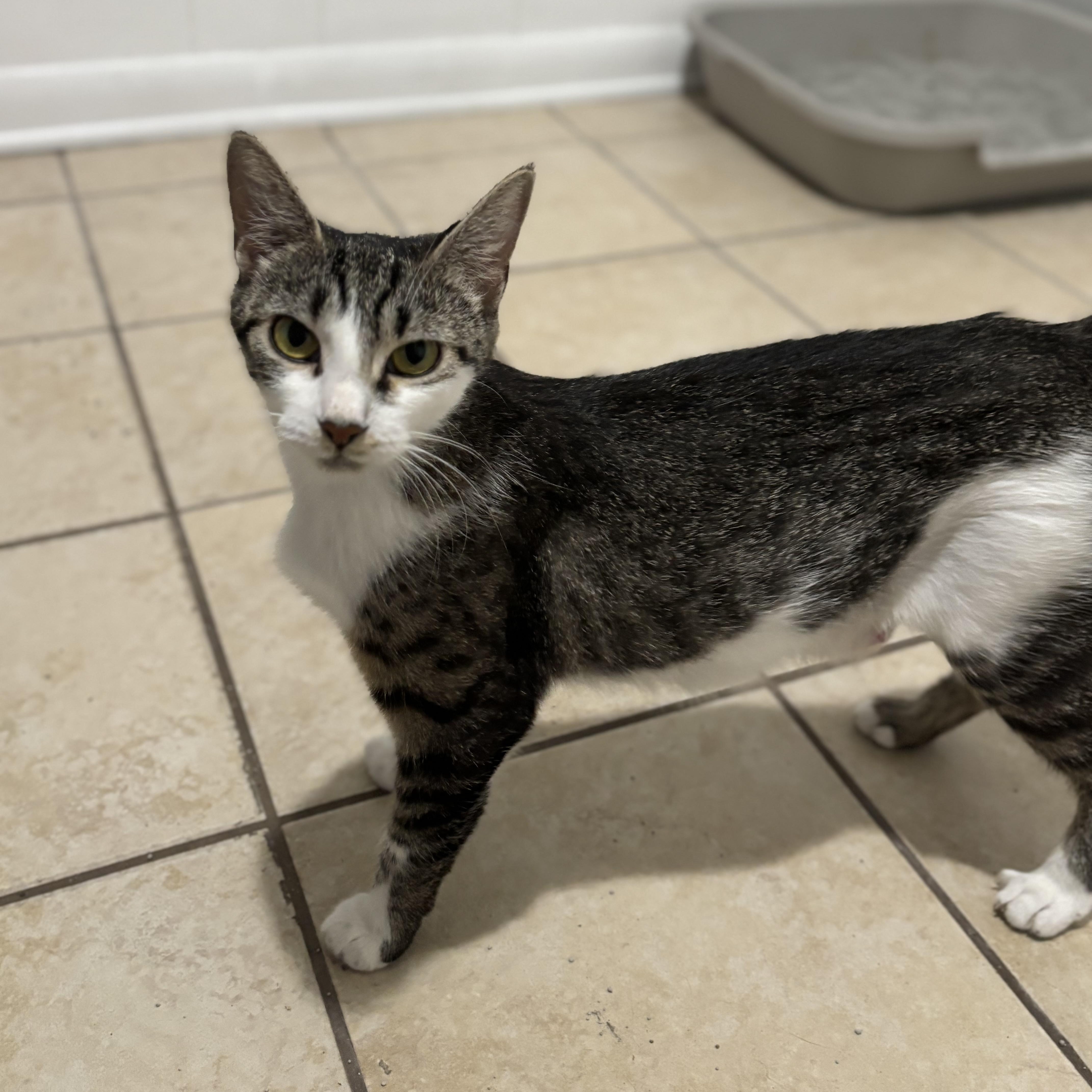 A young medium-sized female Domestic Short Hair cat named Carmela for adoption in Andover, CT