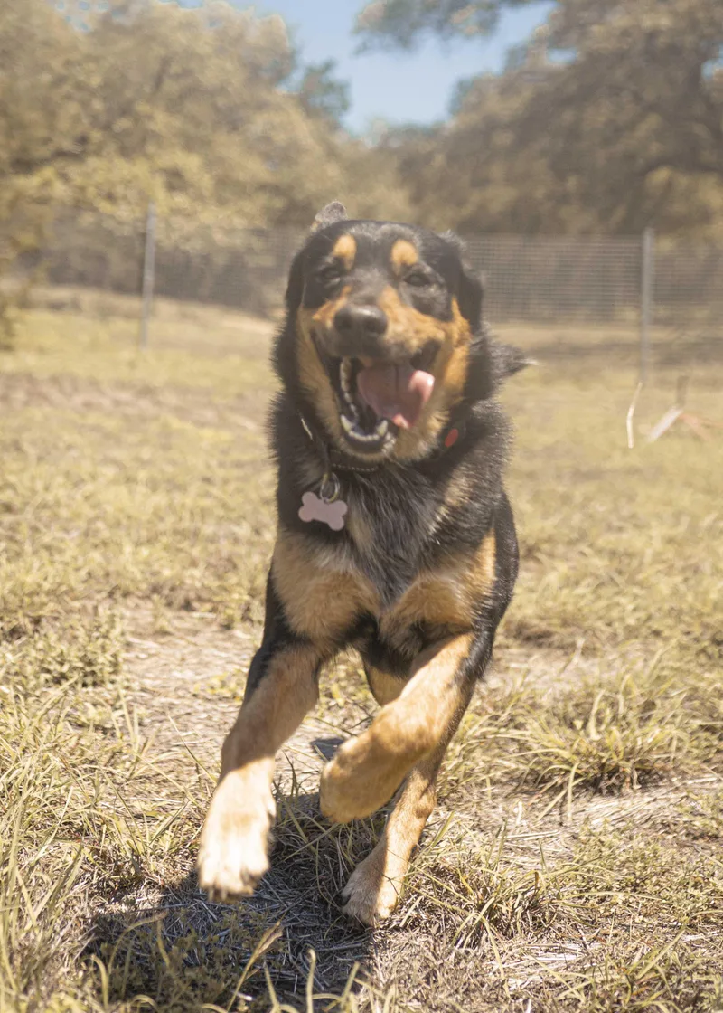 An adult medium-sized male Black German Shepherd Dog dog named Nike for adoption in Driftwood, TX