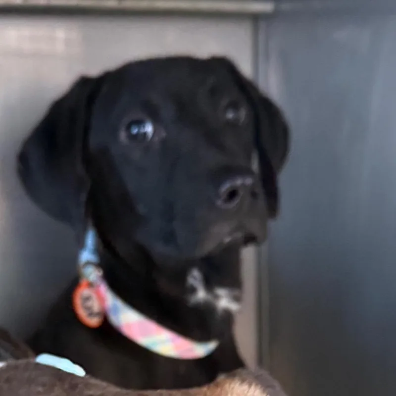 A young medium-sized female Black Labrador Retriever dog named Isabella for adoption in Normal, IL