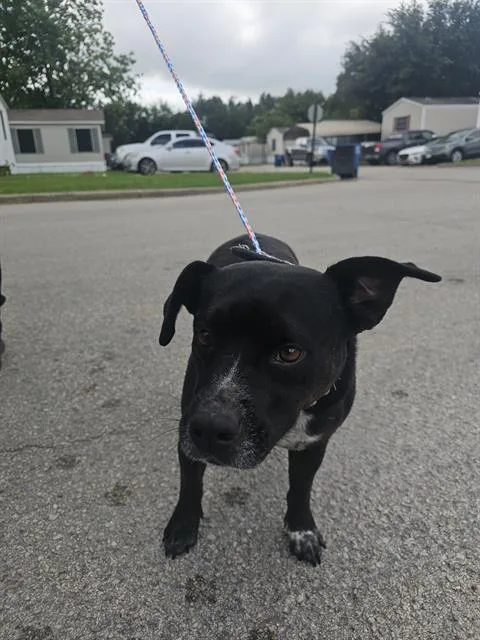 An adult medium-sized female Mixed Breed dog named Masha for adoption in Dallas, TX