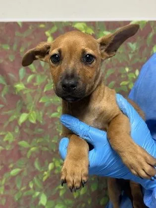 A young small-sized female Terrier dog named Robin for adoption in San Antonio, TX