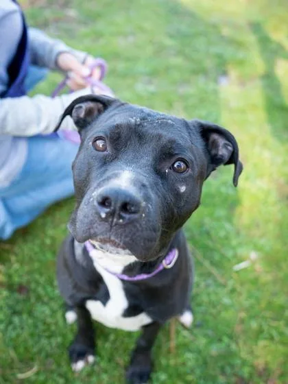 An adult large-sized male Mixed Breed dog named Mahi for adoption in Chamblee, GA