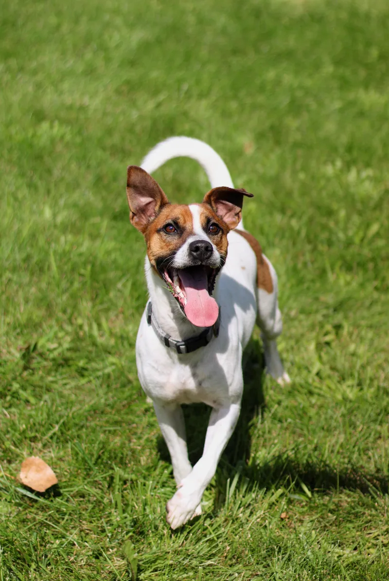 An adult medium-sized male Jack Russell Terrier dog named Kip for adoption in Battle Creek, MI