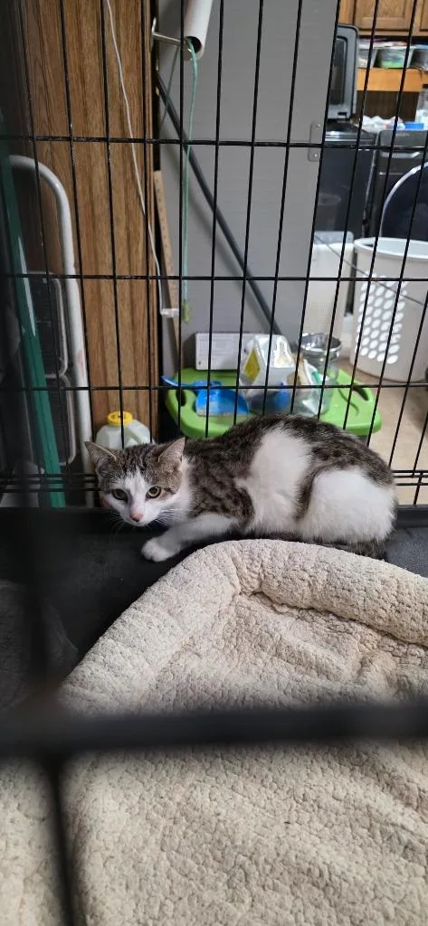 A baby medium-sized female Domestic Short Hair cat named River for adoption in Crossville, TN