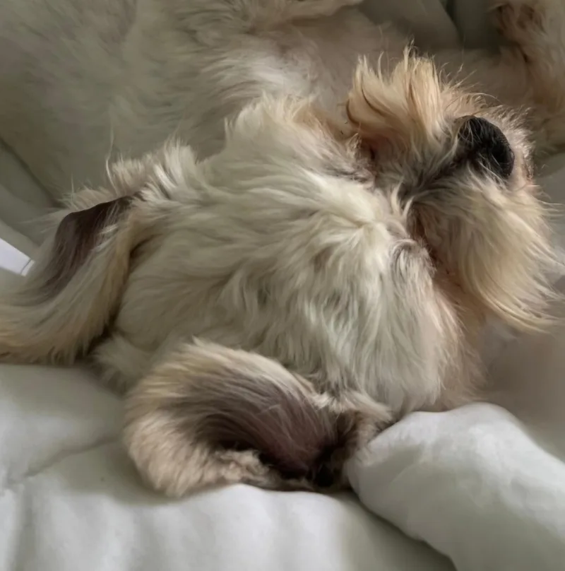 Otis