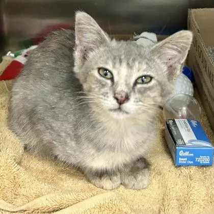 A young medium-sized female Tabby (Gray / Blue / Silver) Domestic Short Hair cat named Muffin for adoption in Lansing, MI