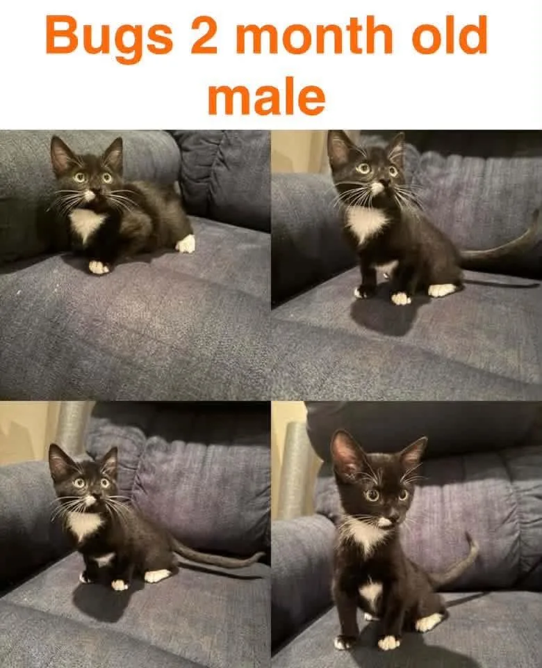 A baby small-sized male Domestic Short Hair cat named Bugs for adoption in Mustang, OK