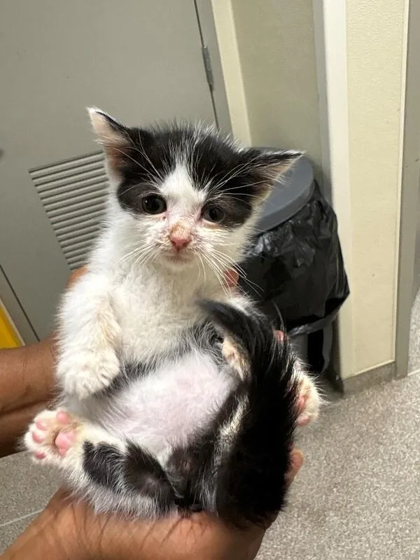 A young medium-sized male Black Domestic Short Hair cat named Tux for adoption in Disputanta, VA