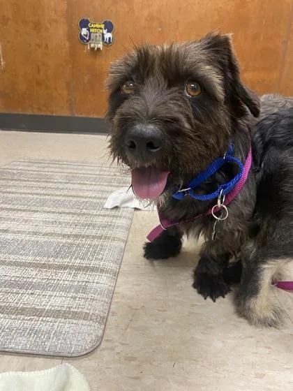 An adult medium-sized male Terrier dog named Seedling for adoption in Burlington, WA