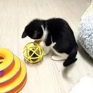 A baby medium-sized female Black & White / Tuxedo Domestic Short Hair cat named Tuxie for adoption in Long Beach, WA