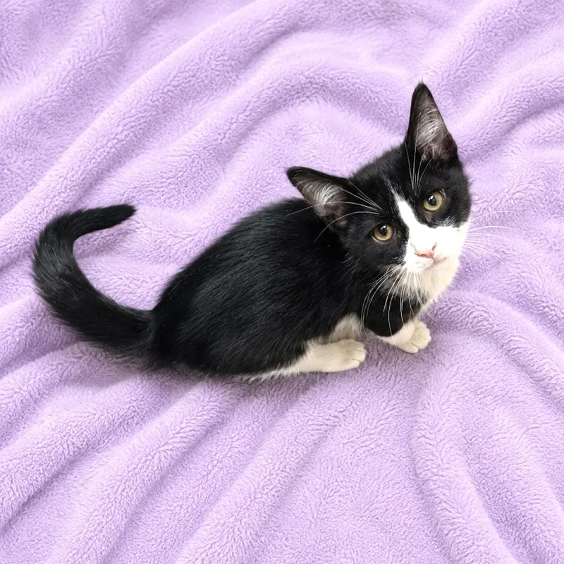 Tuxie thumbnail 3