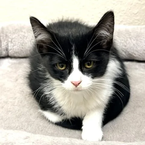 Tuxie thumbnail 4