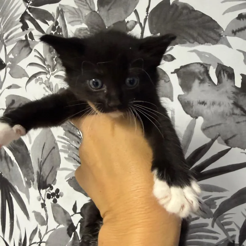 Mufasa