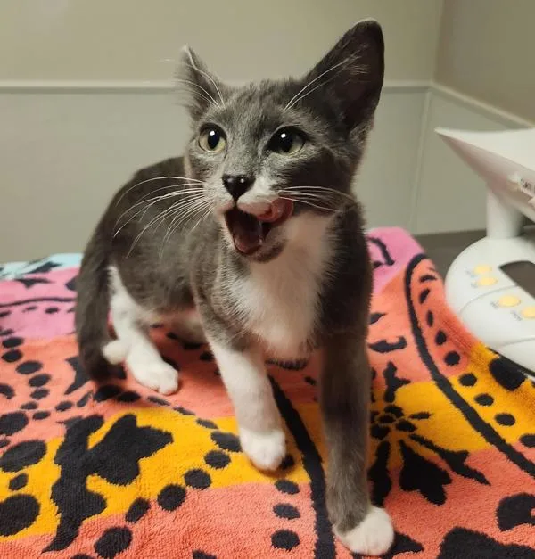 A baby medium-sized female Domestic Short Hair cat named Dyna for adoption in Oakland, CA