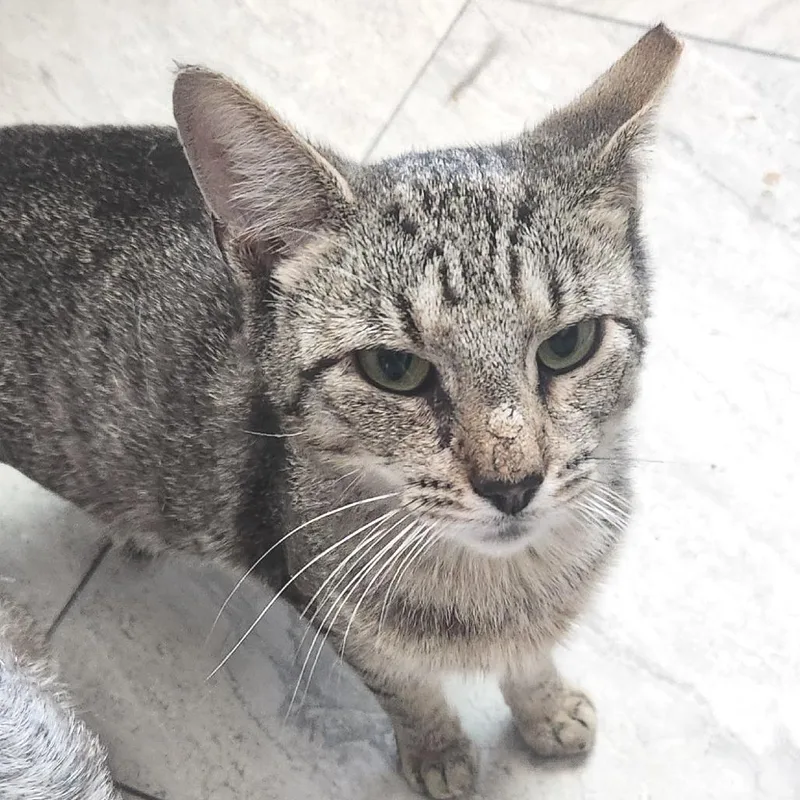 Rawrnald Weasley thumbnail 2