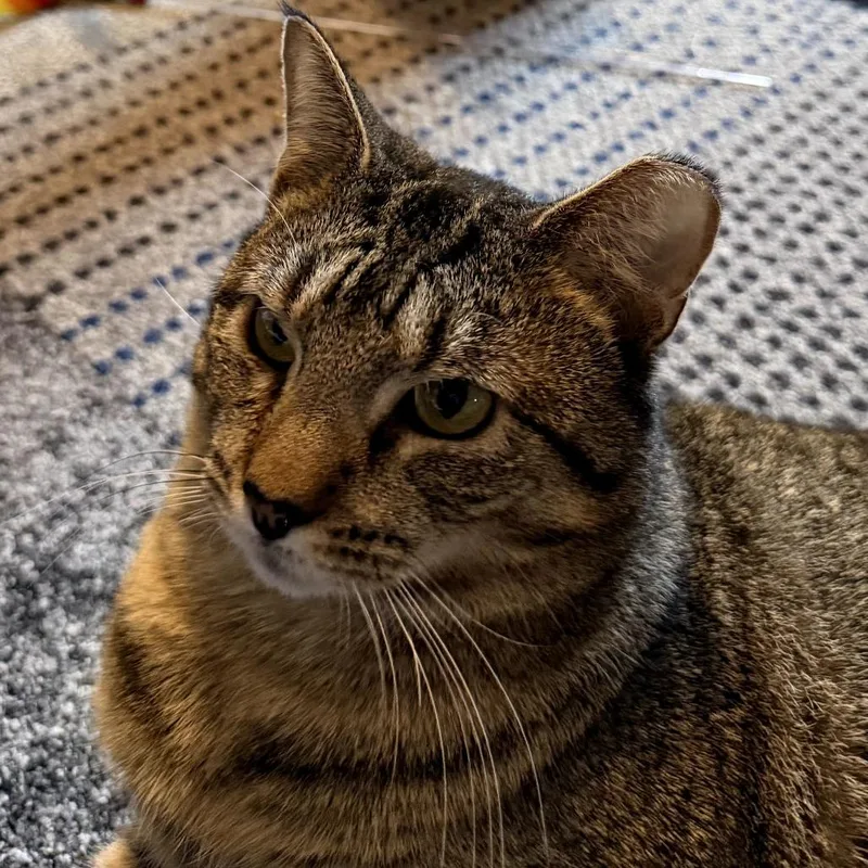 Rawrnald Weasley thumbnail 3