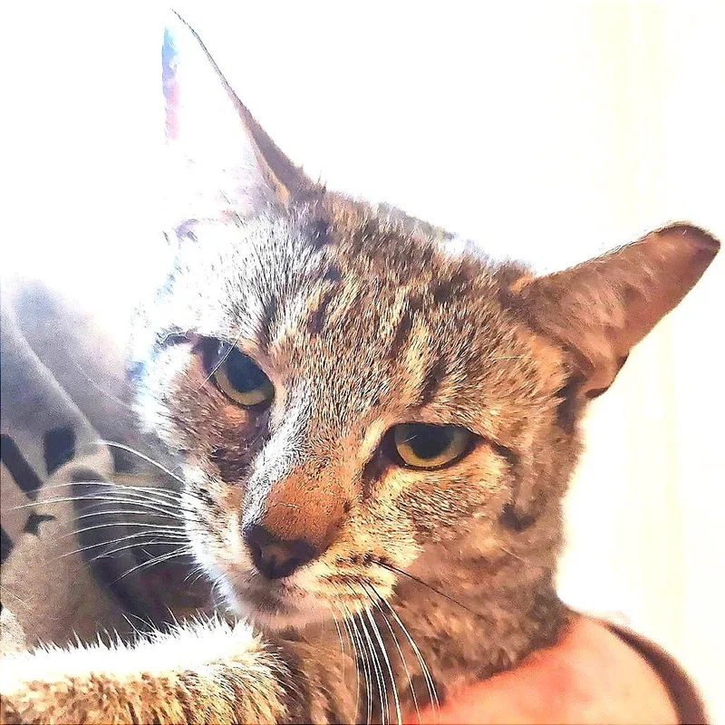 Rawrnald Weasley thumbnail 4