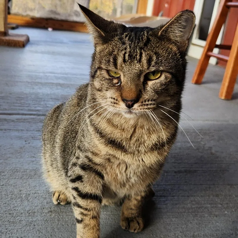 Rawrnald Weasley thumbnail 5