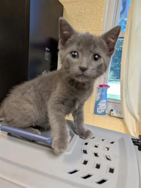 A baby medium-sized male Domestic Short Hair cat named Drayden for adoption in Cookeville, TN