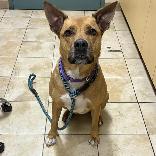 An adult large-sized female Pit Bull Terrier dog named Ruemini for adoption in Troutdale, OR