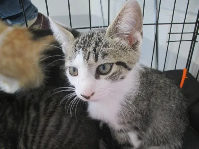 A baby small-sized male Domestic Short Hair cat named Tanjiro for adoption in Ocala, FL