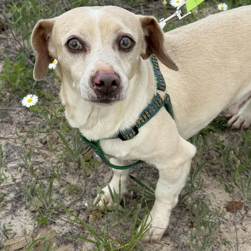 An adult small-sized male Chihuahua dog named Gary for adoption in San Antonio, TX