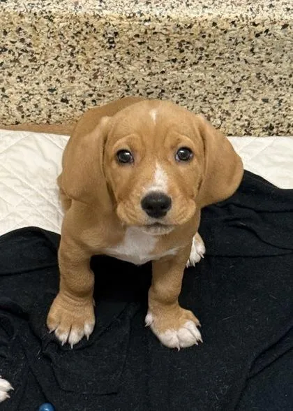 A baby small-sized male Basset Hound dog named Pisces for adoption in Aiken, SC