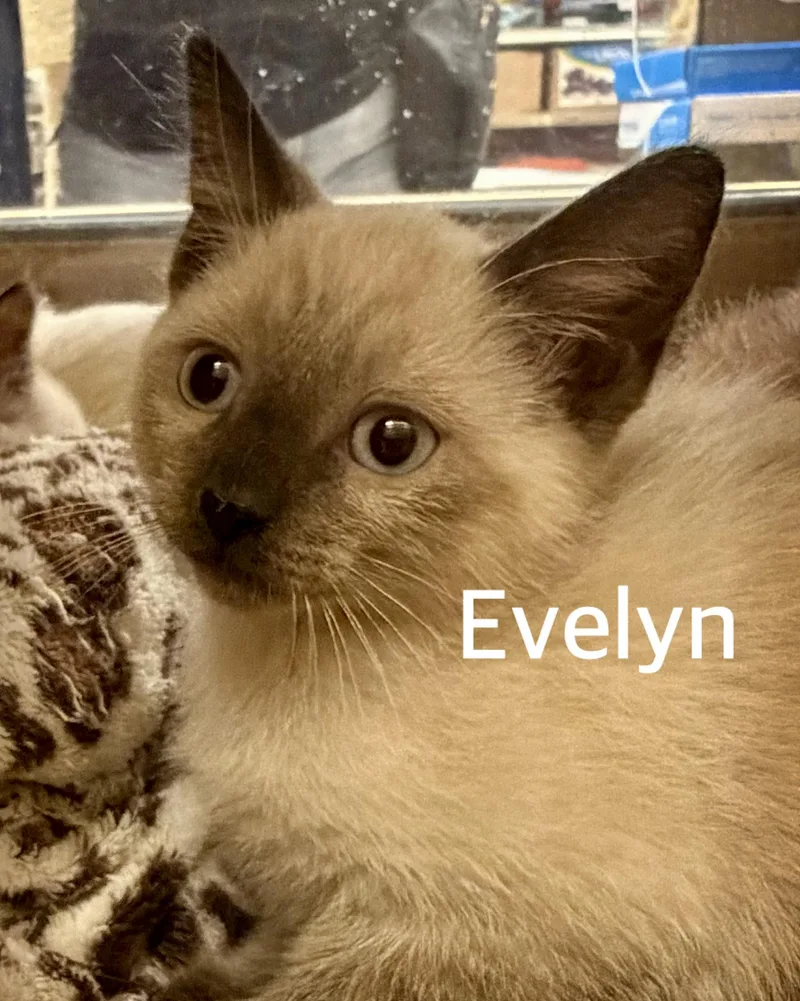 A baby medium-sized female Chocolate Point Siamese cat named Evelyn for adoption in Owasso, OK