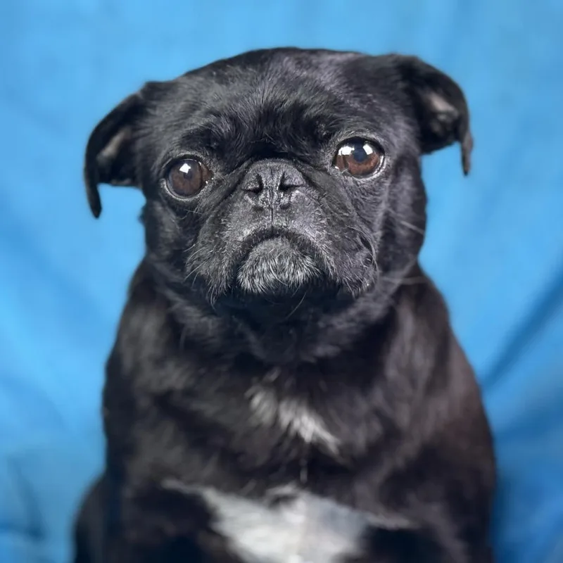 Eleanor: The Snorty  thumbnail 2