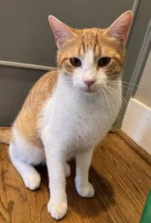 An adult medium-sized male Domestic Short Hair cat named Hamster for adoption in Franklin, TN